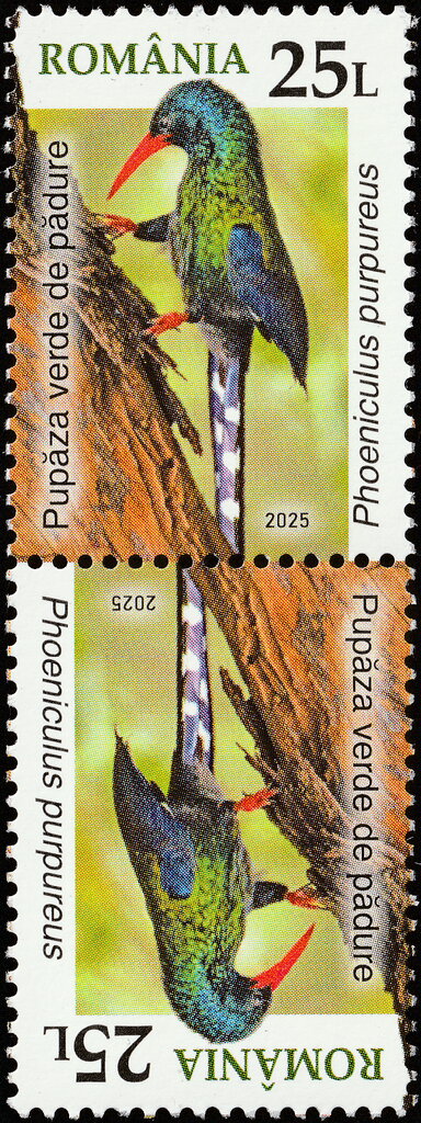 Green Wood Hoopoe (Phoeniculus purpureus)