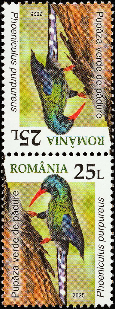 Green Wood Hoopoe (Phoeniculus purpureus)