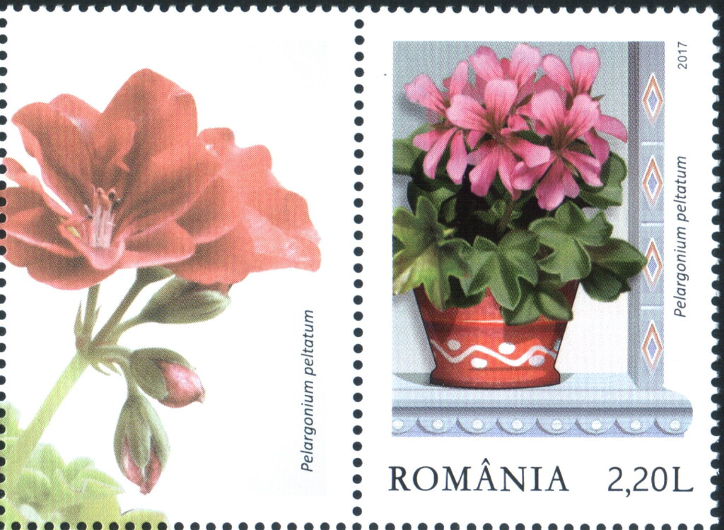 Ivy-leaved Pelargoniums (Pelargonium peltatum)