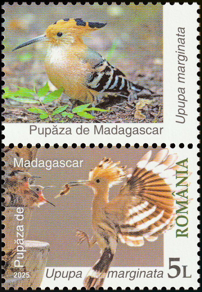 Madagascar Hoopoe (Upupa marginata)