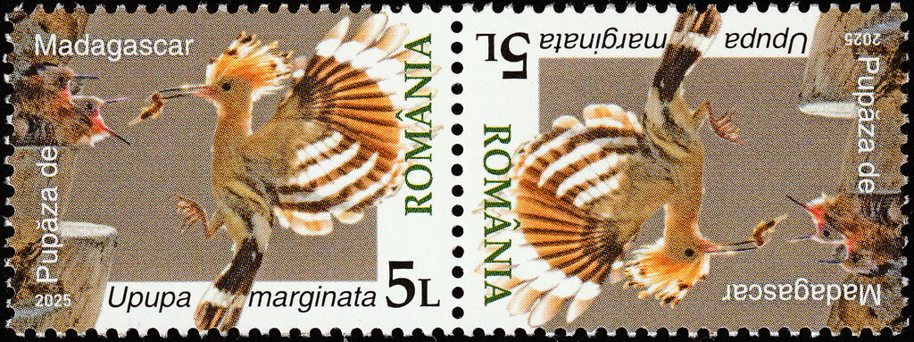Madagascar Hoopoe (Upupa marginata)