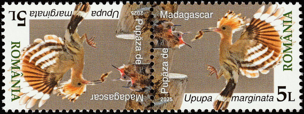 Madagascar Hoopoe (Upupa marginata)