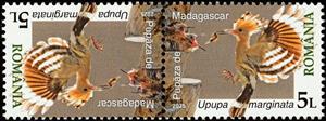 Tete-Beche, Madagascar Hoopoe (Upupa marginata), Romania,  , Animals (Fauna), Birds
