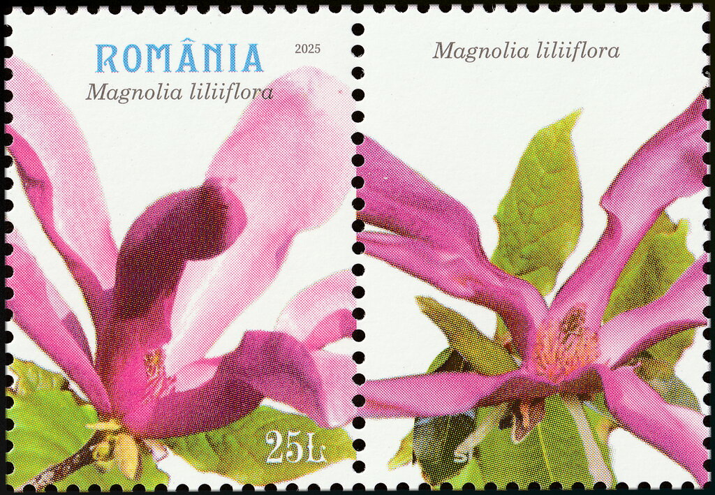 Mulan Magnolia (Magnolia liliiflora)
