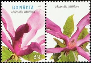 Stamp with Attached Label, Mulan Magnolia (Magnolia liliiflora), Romania,  , Flowers, Plants (Flora)