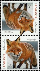 Tete-Beche, Red Fox (Vulpes vulpes), Romania,  , Animals (Fauna), Foxes, Mammals