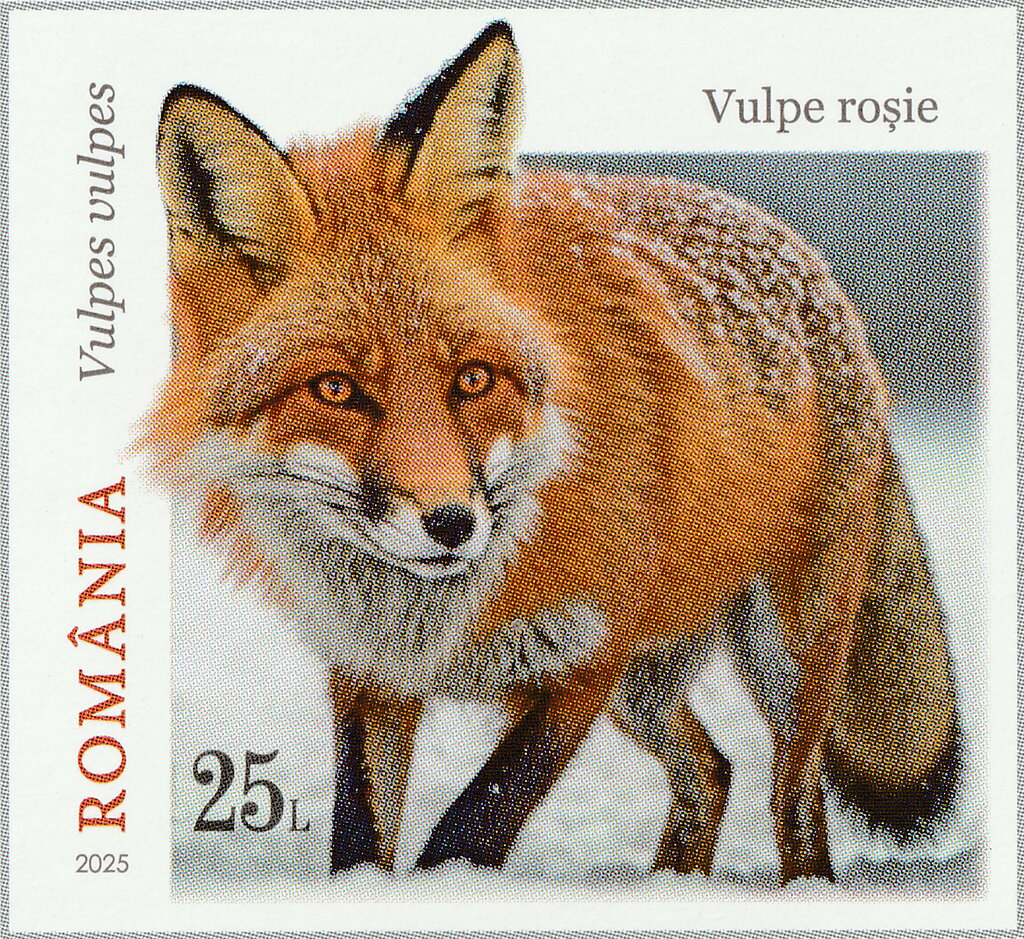 Red Fox (Vulpes vulpes)