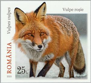 Stamp, Red Fox (Vulpes vulpes), Romania,  , Animals (Fauna), Foxes, Mammals