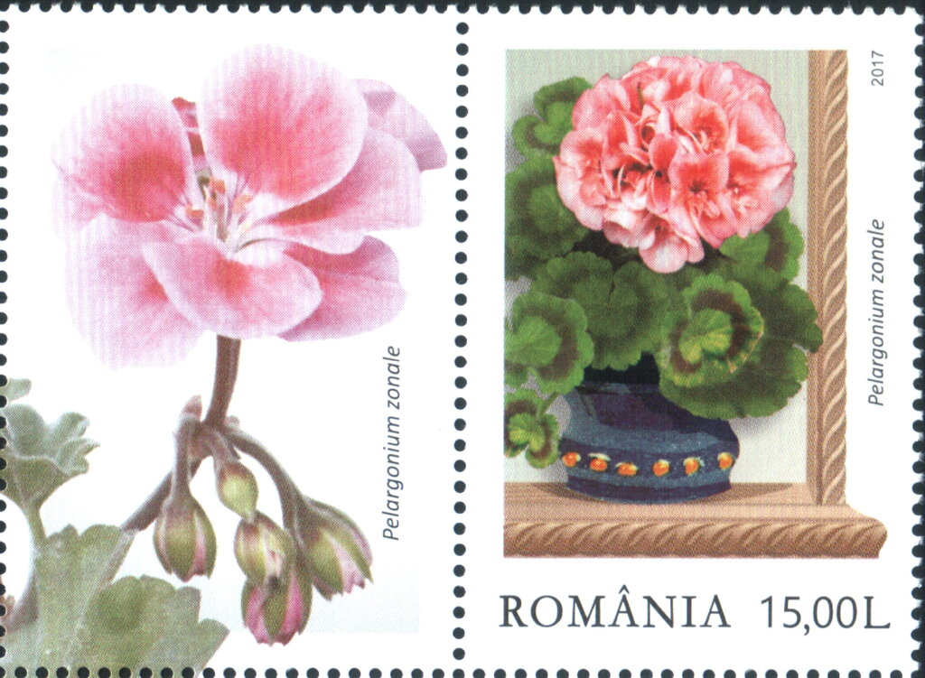 Rose zonal pelargoniums (Pelargonium zonale)