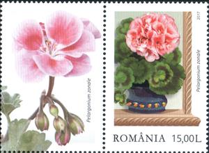 Stamp with Attached Label, Rose zonal pelargoniums (Pelargonium zonale), Romania,  , Flowers, Plants (Flora)