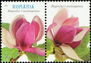 Stamp with Attached Label, Saucer Magnolia (Magnolia × soulangeana), Romania,  , Flowers, Plants (Flora)