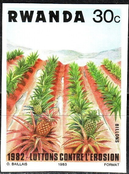 Pineapple Plantation