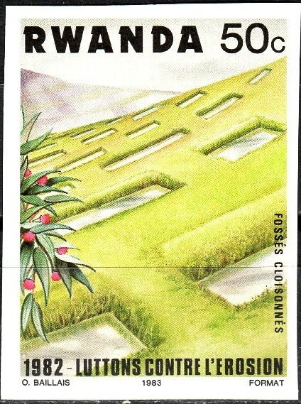 Pineapple Plantation