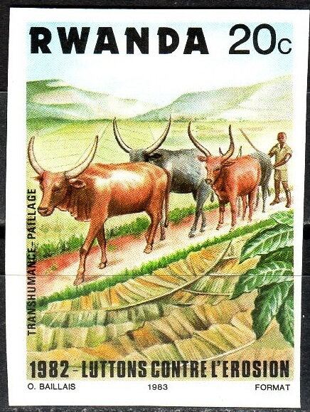 Watussi Cattle (Bos primigenius taurus), Covering the Floor