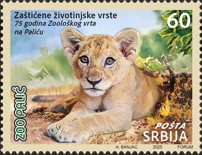 Lion Cub