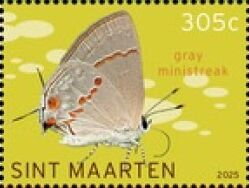 Gray Ministreak (Ministrymon azia)