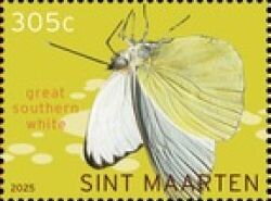 Great Southern White (Ascia monuste)