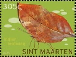 Indian Leafwing (Kallima paralekta)