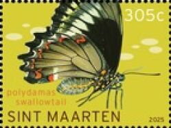 Polydamas Swallowtail (Battus polydamas)