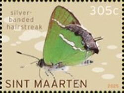 Silver-banded Hairstreak (Chlorostrymon simaethis)