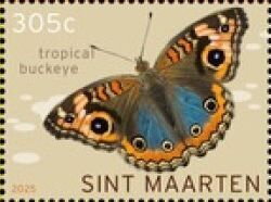 Tropical Buckeye (Junonia evarete)