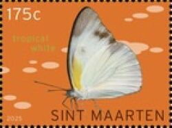 Stamp, Tropical White (Glutophrissa drusilla), Sint Maarten,  , Butterflies and Moths, Insects