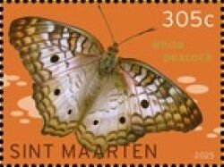 White Peacock (Anartia jatrophae)