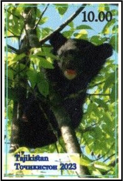 Bear