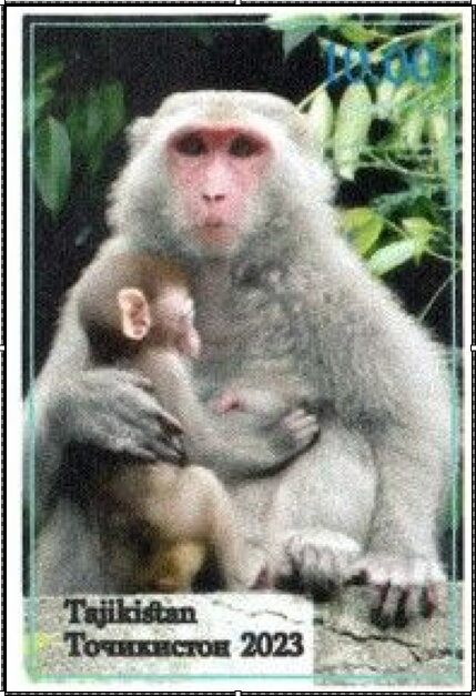 Monkey