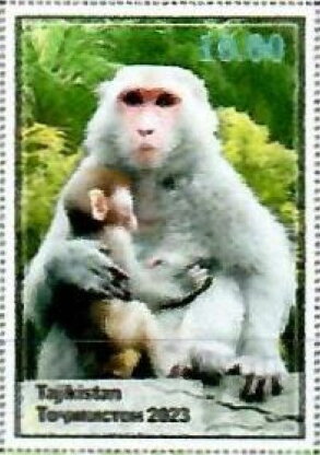 Monkey