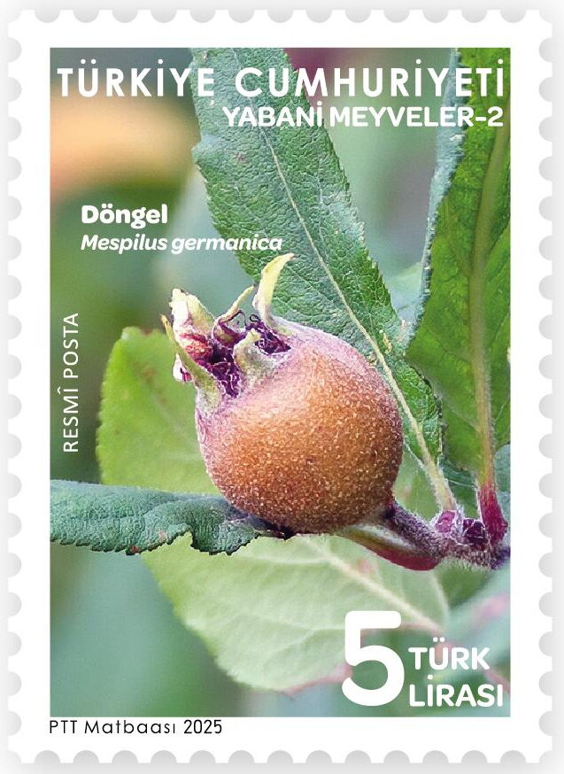Common Medlar (Mespilus germanica)