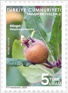 Stamp, Common Medlar (Mespilus germanica), Turkey,  , Fruits and Berries, Plants (Flora)