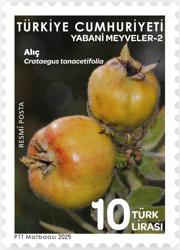 Tansy-Leaved Thorn Fruit (Crataegus tanacetifolia)
