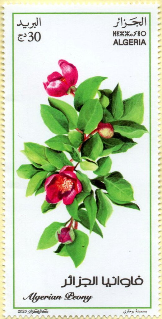 Algerian Peony (Paeonia algeriensis)