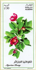 Stamp, Algerian Peony (Paeonia algeriensis), Algeria,  , Flowers, Plants (Flora)