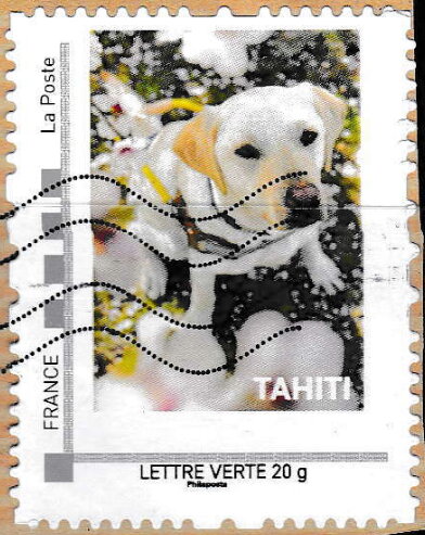 Dog called Tahiti