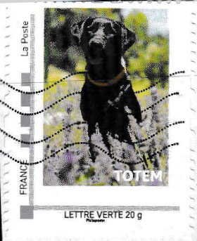 Dog called Totem