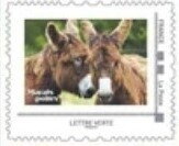 Poitevin Donkeys