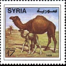 Camels