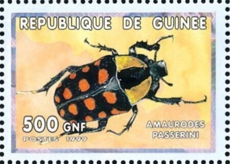 Amalrodes passerini