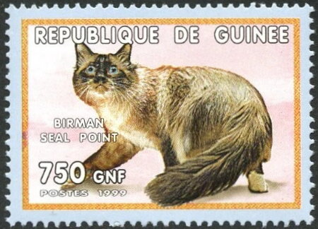 Cats - Burmese Seal Point