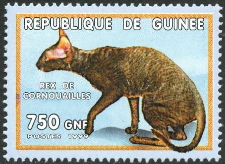 Cats - Rex de Cornouailles