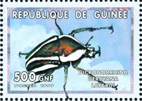 Dicronorrhina derbyana layardi
