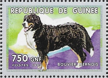 Dogs - Bouvier Bernois