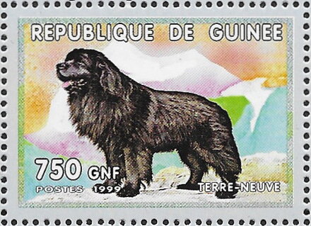 Dogs - Newfoundland Labrador