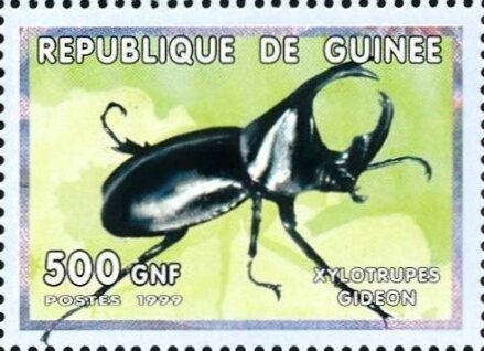 Xylotrupes gideon