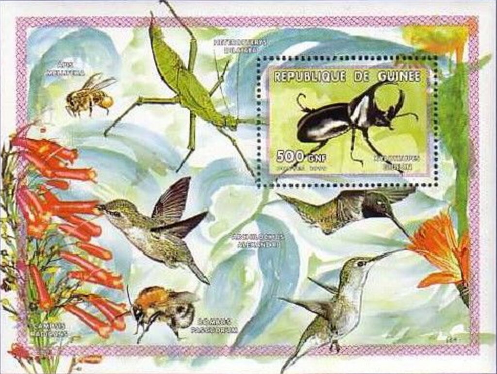 Xylotrupes gideon