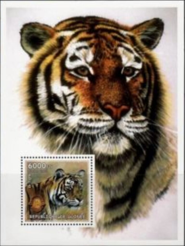 Tigers