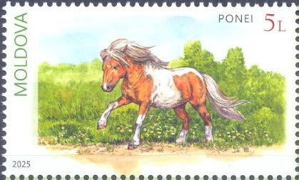 Pony