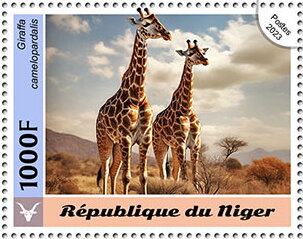 Giraffes (Giraffa camelopardalis)